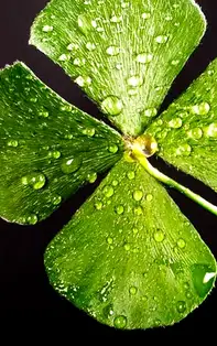 Adu succesul în viața ta purtând talismanul zilei în care te-ai născut