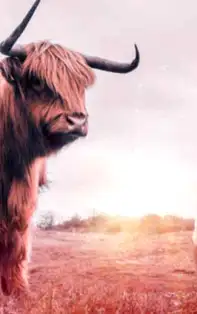 Horoscopul banilor şi cum se pot bucura de succes persoanele din zodia TAUR