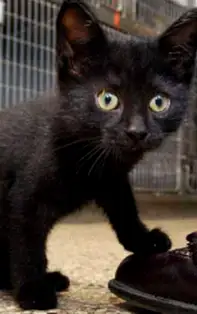 Cât de superstițios ești? Test online rapid cu 20 de superstiții adevărate