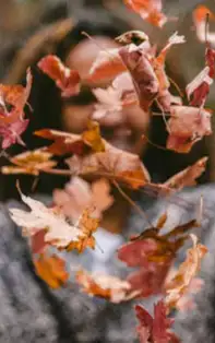 Trucuri Feng Shui pentru o toamnă prosperă