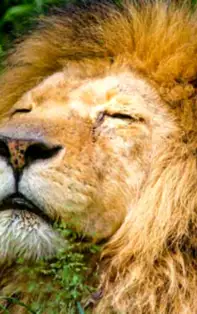 Cum să ai succes la BANI în funcție de zodie - LEU
