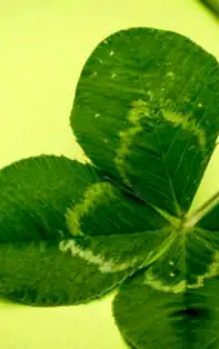 Alege piatra norocoasă în funcție de zodia chinezească