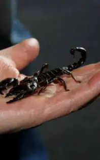 Șanse de a scoate bani și din piatră seacă. Horoscopul banilor pentru SCORPION