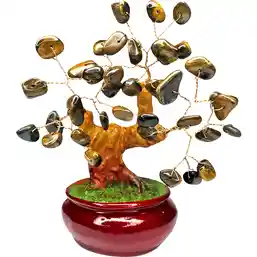 Copacel ochi de tigru