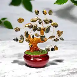 Copacel ochi de tigru