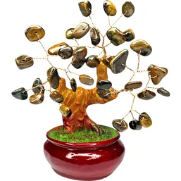 Copacel ochi de tigru