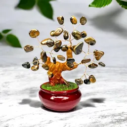 Copacel ochi de tigru