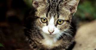 Imagine  Dacă întâlnești unul dintre aceste animale, vei avea parte de un mare noroc