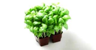 Imagine  Magia busuiocului – legende, tradiții și superstiţii legate de cea mai misterioasă plantă