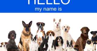 Nume de câini și semnificația numelui. Alege un nume prietenul tău patruped