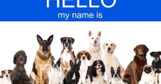 Imagine  Nume de câini și semnificația numelui. Alege un nume prietenul tău patruped