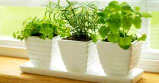 5 Plante aromatice care aduc beneficii în bucătărie