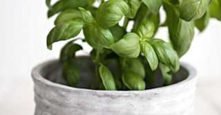 Imagine  Superstiții și sfaturi din bătrâni, 4 plante magice care să nu lipsească din casă