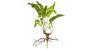 Imagine  Rădăcina de hrean - antibioticul natural din grădina ta