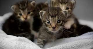 Imagine  Superstiții și obiceiuri străvechi – 10 lucruri pe care mulți nu le știu despre pisici