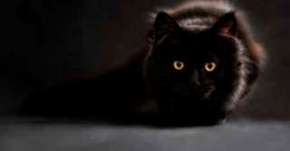 Imagine  Ai găsit un nasture? Vei avea noroc! Află ce alte obiecte neobișnuite aduc norocul 