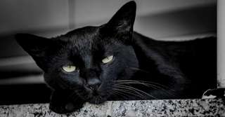 Superstiții și obiceiuri străvechi: Trebuie sau nu să te ferești de pisica neagră?