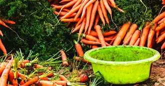 Incredibilele efecte terapeutice ale consumului de morcov. Tu le cunoști?