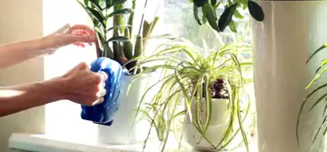 Plante cu noroc la bani! Flori și plante de apartament cu bun Feng Shui