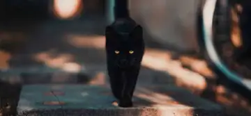 Horoscopul superstițiilor: Descoperă care este superstiția cea mai mare a zodiilor