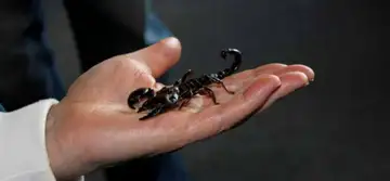 Șanse de a scoate bani și din piatră seacă. Horoscopul banilor pentru SCORPION