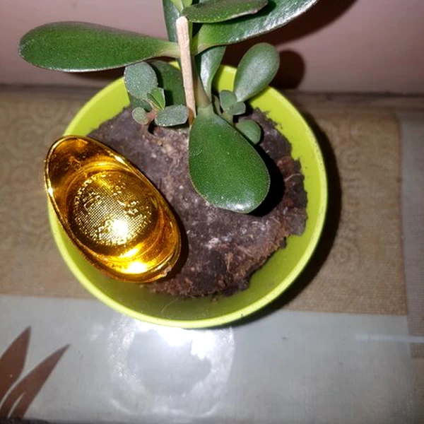 Planta banilor set cu pepita aurie, crassula simbolizeaza cresterea averii, 8 cm verde