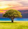 Legendele Copacului vieții – simbolul vindecării sufletești și a vieții veșnice