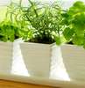 5 Plante aromatice care aduc beneficii în bucătărie